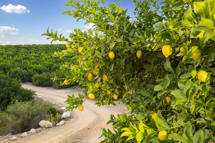 Zitronenbäume / Lemon trees