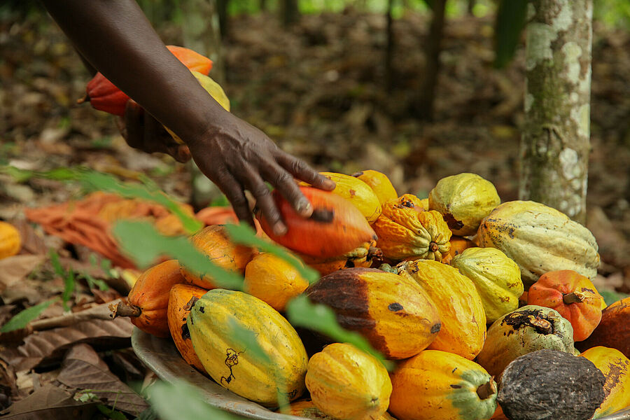 Landwirtschaft in Senegal