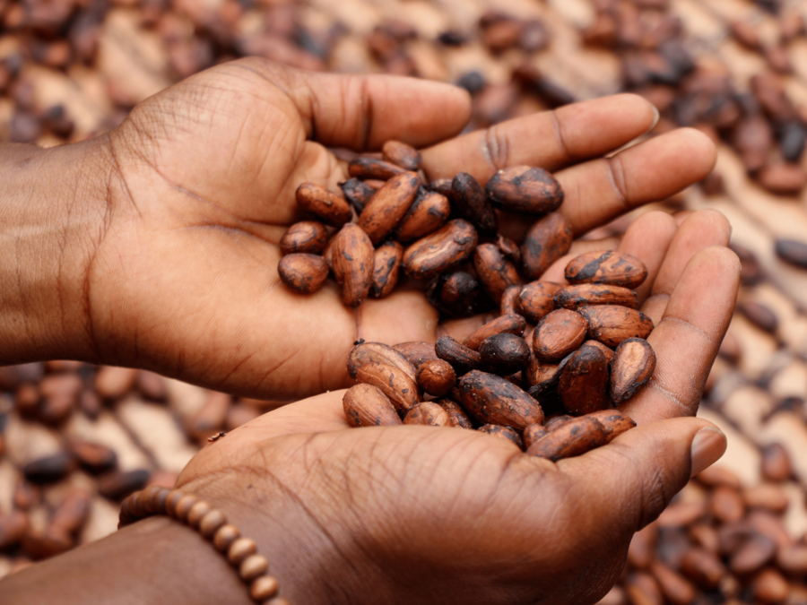 Das Bild zeigt zwei Hände, die Kakaobohnen halten.