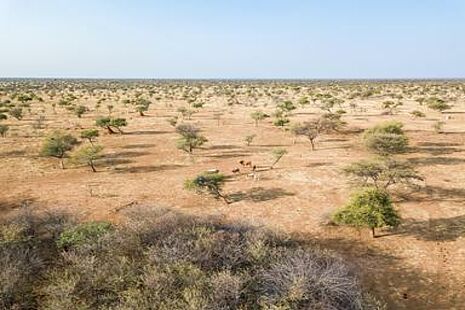 Steppenlandschaft mit Büschen in Namibia