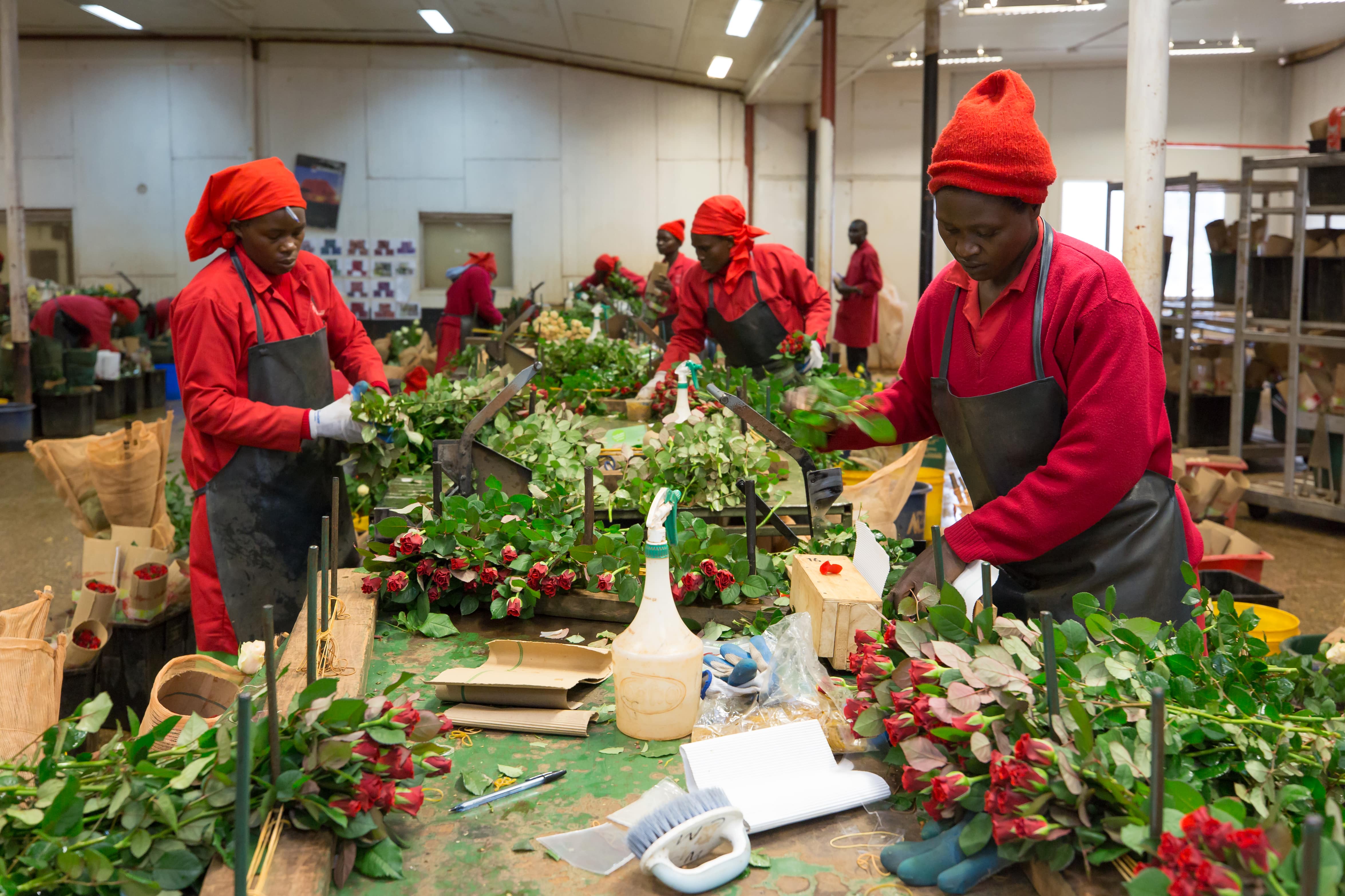 Arbeiterinnen in Rosenfabrik