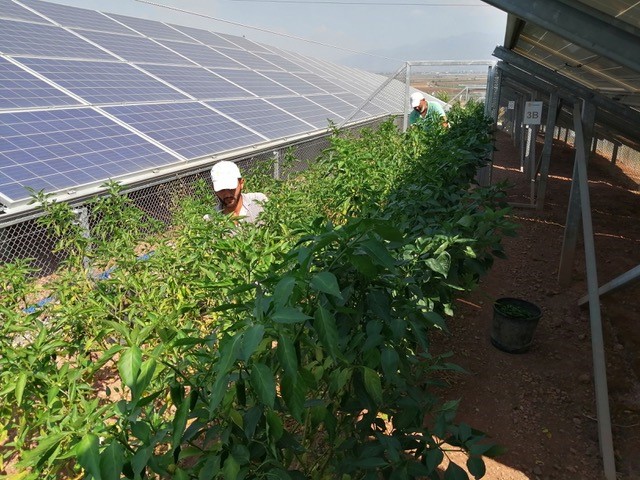 Aufgeständerte Solarmodule über Anbaufläche mit einem landwirtschaftlichen Arbeiter