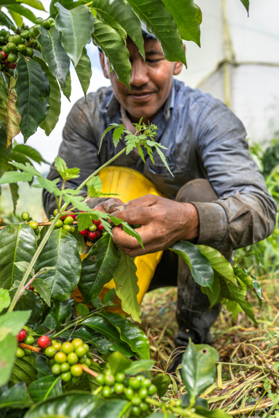 Kaffeeproduzent bei der Arbeit